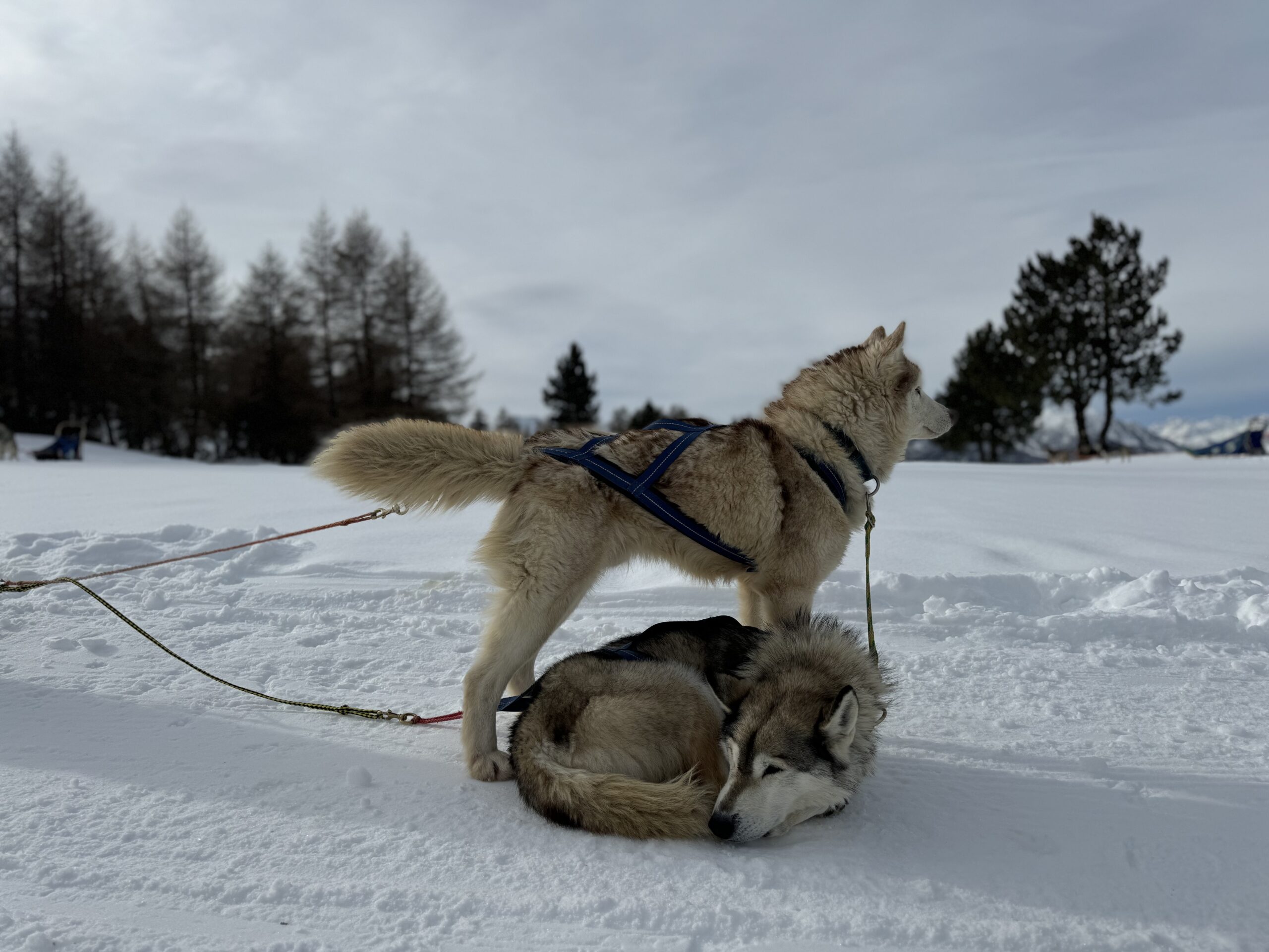 société et réservation de Balade chien de traîneau à montgenevre