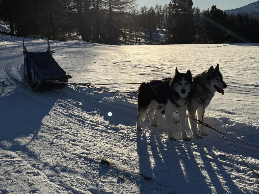 Société de Chien de traîneau à Montgenèvre