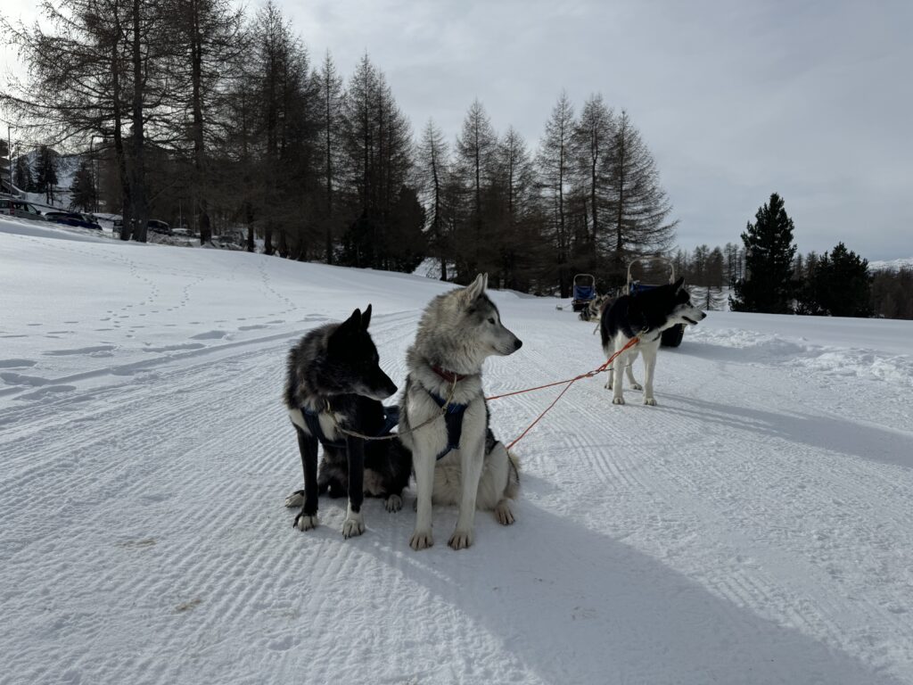Entreprise de chien de traîneau à Montgenèvre
